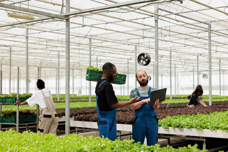 african american greenhouse worker holding crate with fresh lettuce talking with farmer holding laptop about delivery local business bio farm workers preparing deliver online order client 482257 46505