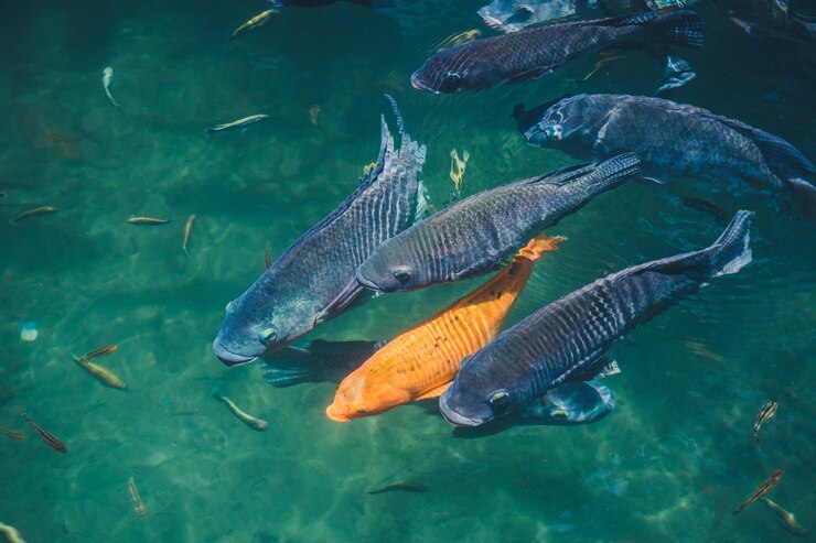 natural background lake with colorful fish 501050 118