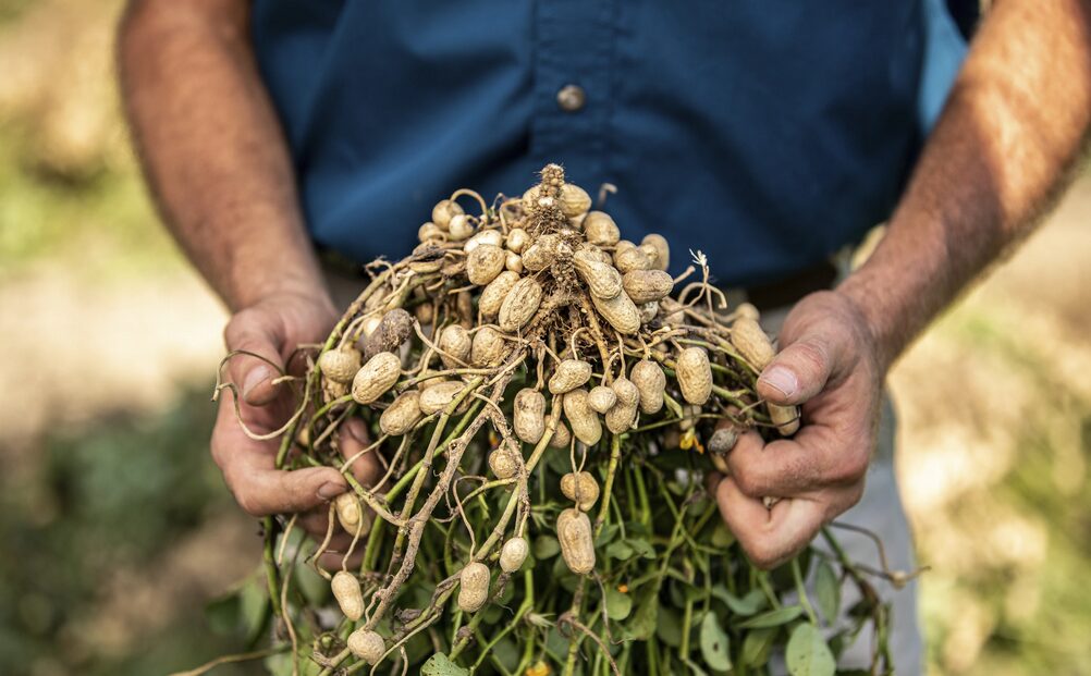 you dont have to live in the tropics to grow peanuts