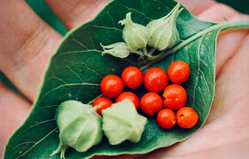 Ashwagandha leaf and fruit 1024x655 1