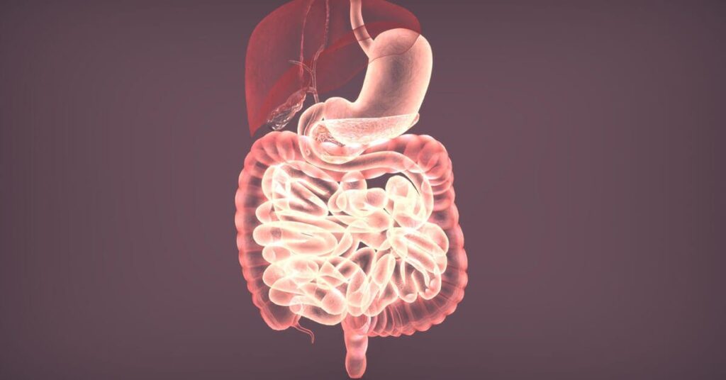 Birmingham Gastro Parts of Digestive System