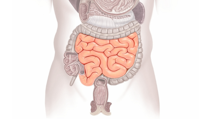 The Bowels And Digestive System Small Bowel