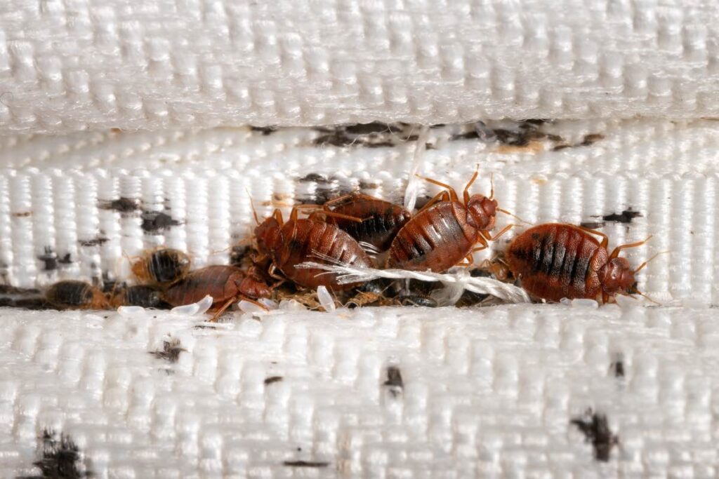 bed bugs in mattress