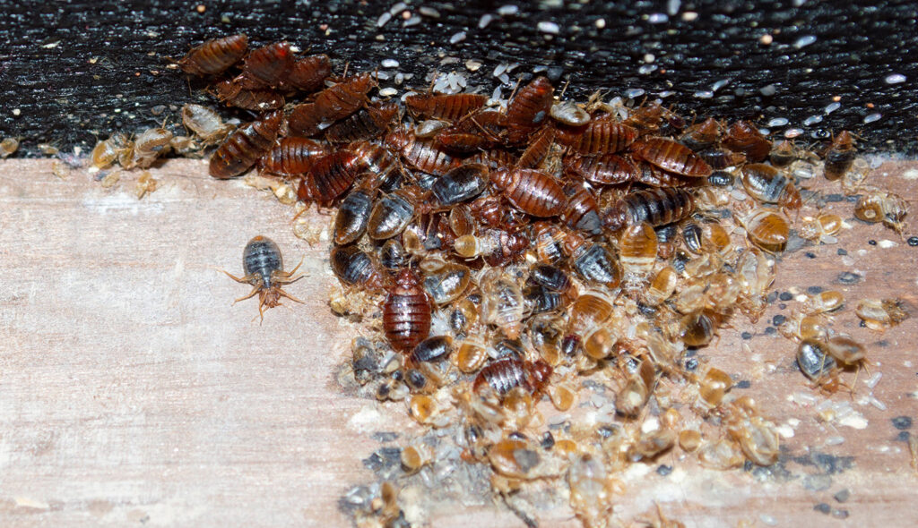 bedbugs 500x288 1