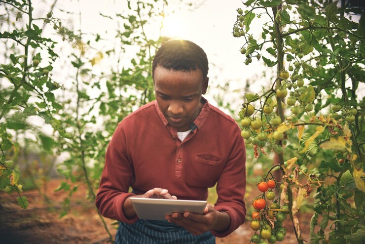 black man tablet farmer check tomato crops with agriculture inspection with nature harvest male person farm vegetable farming sustainability growth quality assurance 590464 196510