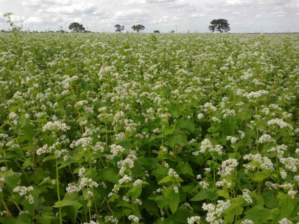 buckwheat 1a4cdb1f c07e 4338 9e88 1a088c374bd8