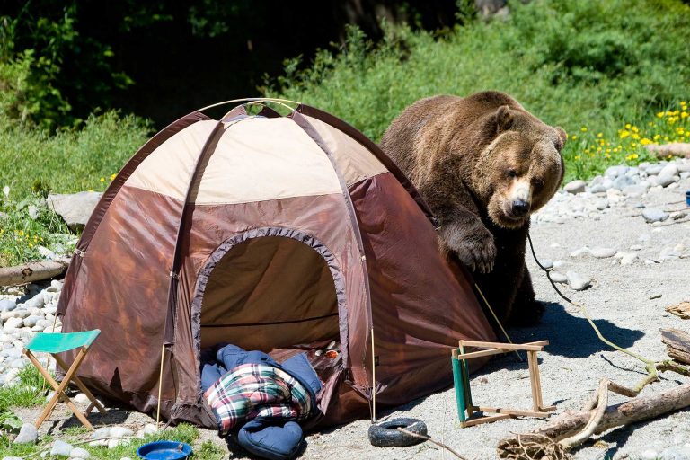 camping tips in bear country