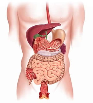 digestive system cutaway