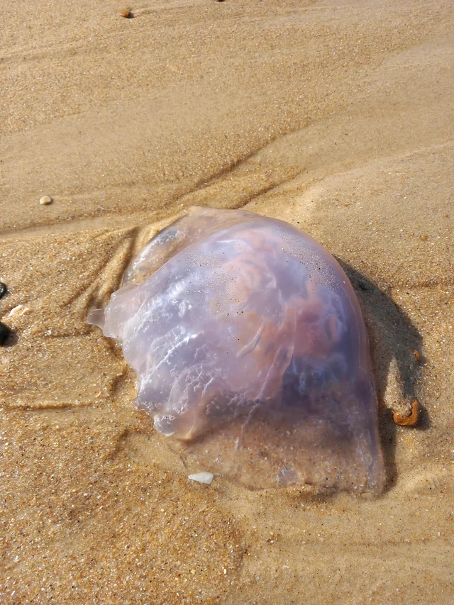 jellyfish i found on the ocean coast fr would love id v0 lc4haclv43ha1