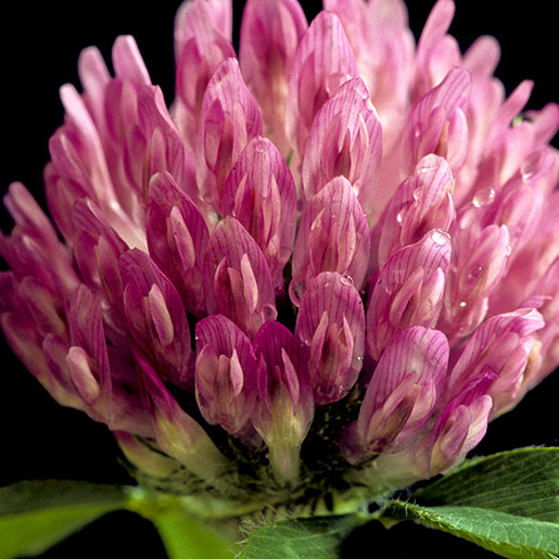 red clover steven foster square